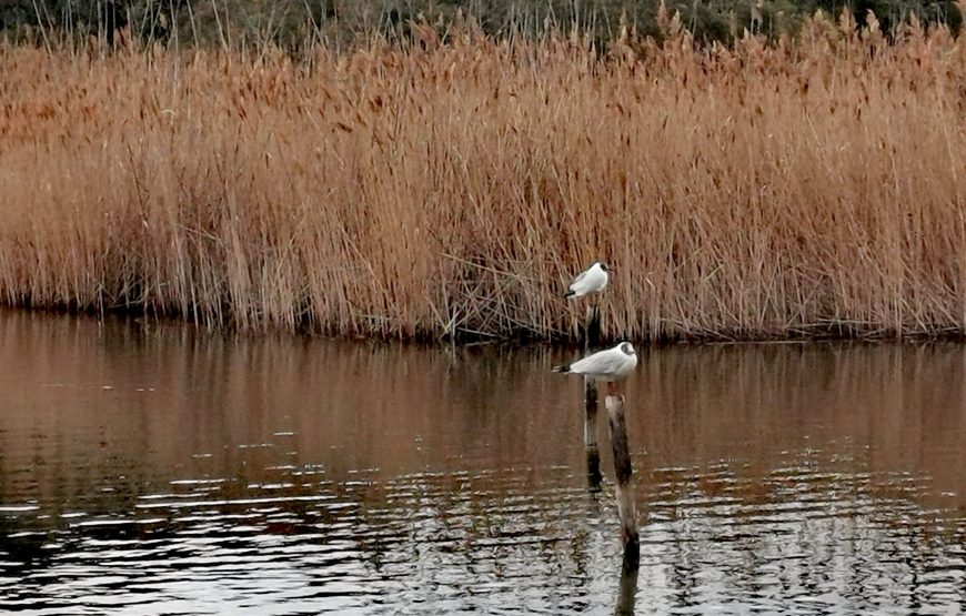 Portonovo: Natura e Storia della baia verde