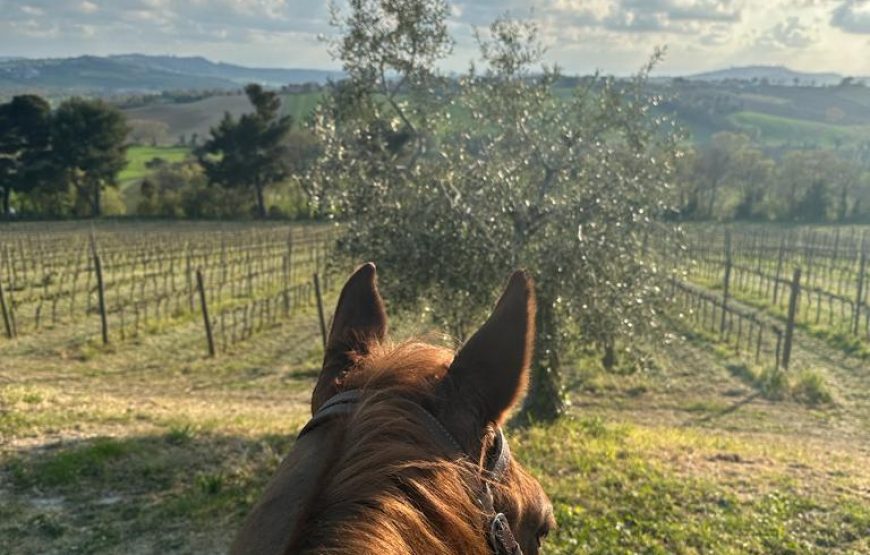 Passeggiata a cavallo tra vigneti e mulattiere