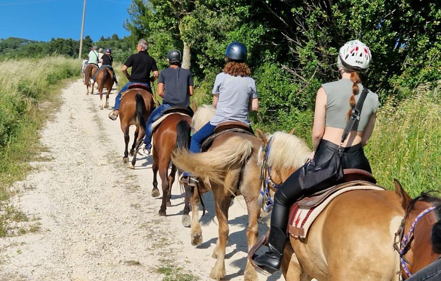 Passeggiata panoramica a cavallo nel Parco del Conero 1,5h