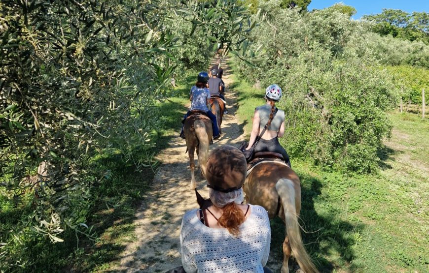 Passeggiata a cavallo tra vigneti e mulattiere