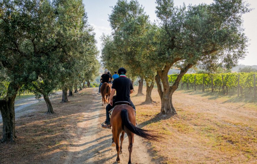 Passeggiata a cavallo tra vigneti e mulattiere