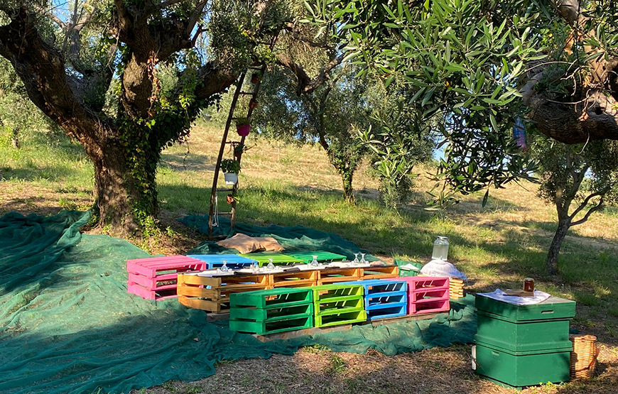 Tour in campagna con degustazione olio “la Scarpetta” e merenda all’ombra dell’ uliveto del Poeta