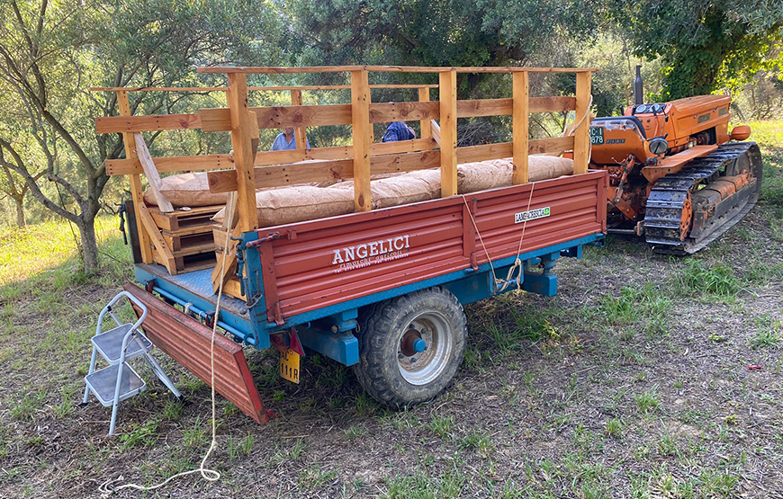 Tour in campagna con degustazione olio “la Scarpetta” e merenda all’ombra dell’ uliveto del Poeta