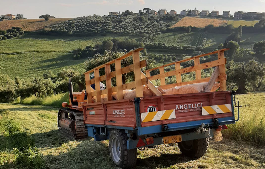 Tour in campagna con degustazione olio “la Scarpetta” e merenda all’ombra dell’ uliveto del Poeta