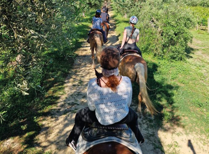 Passeggiata a cavallo tra vigneti e mulattiere 1h