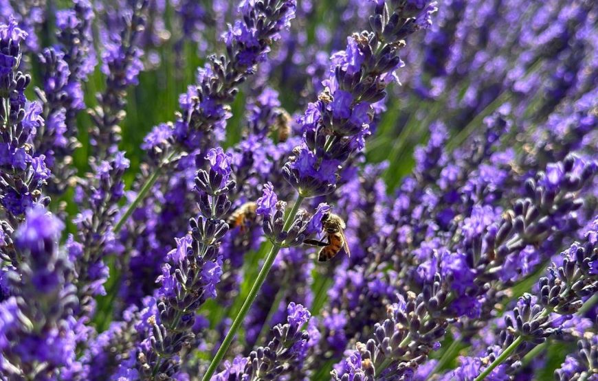 Magia della Lavanda – L’ Ulivo di Nonno Amato