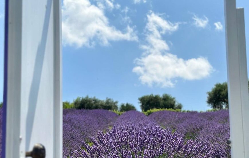 Magia della Lavanda – L’ Ulivo di Nonno Amato