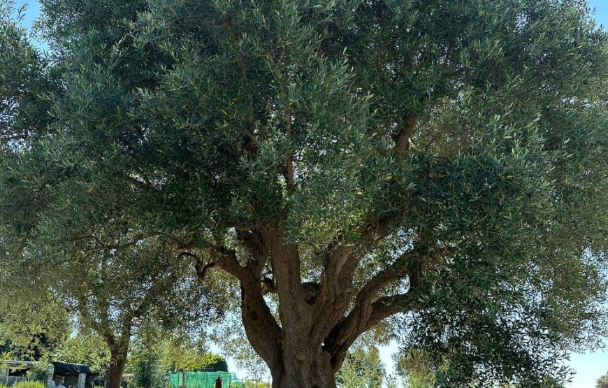Magia della Lavanda – L’ Ulivo di Nonno Amato