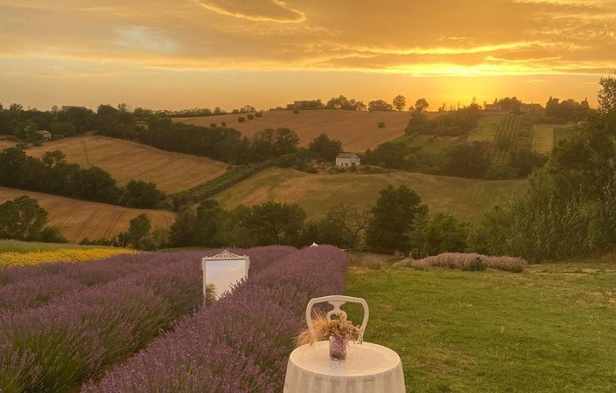 Magia della Lavanda – L’ Ulivo di Nonno Amato