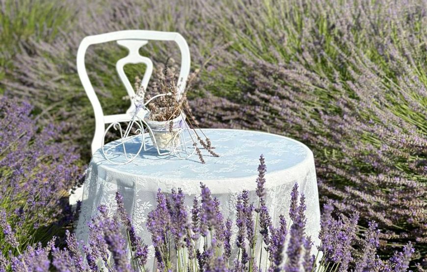 Magia della Lavanda – L’ Ulivo di Nonno Amato