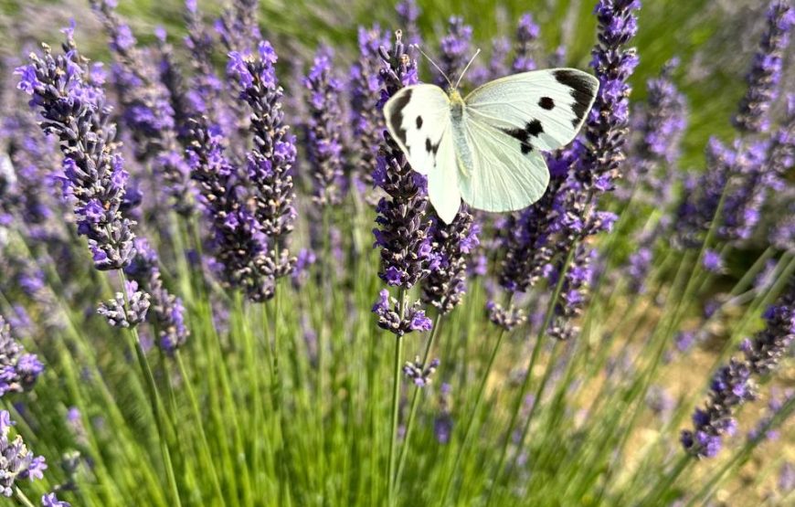 Magia della Lavanda – L’ Ulivo di Nonno Amato