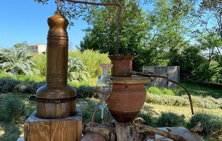 Magia della Lavanda – L’ Ulivo di Nonno Amato