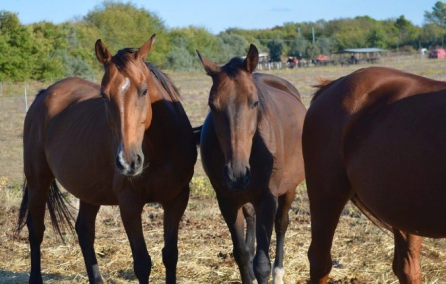 Tour a cavallo nel cuore delle marche