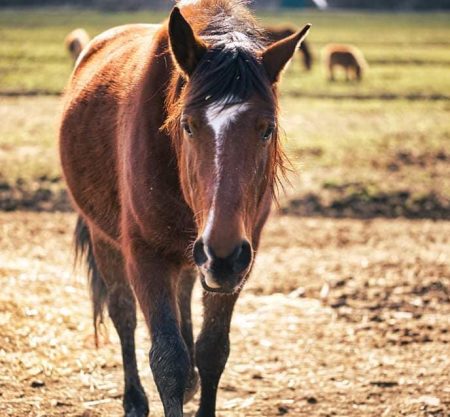 Tour a cavallo nel cuore delle marche