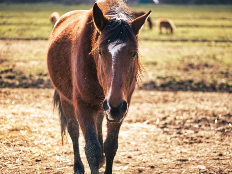 Tour a cavallo nel cuore delle marche
