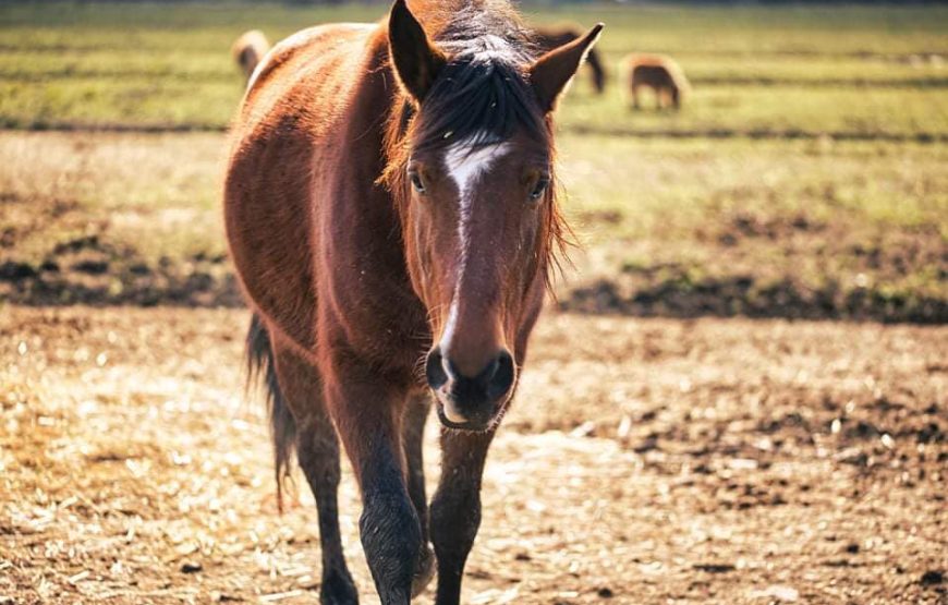 Tour a cavallo nel cuore delle marche