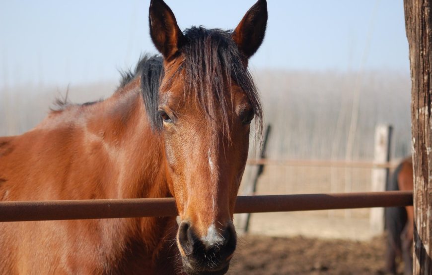 Alto Contatto con il Cavallo in Natura