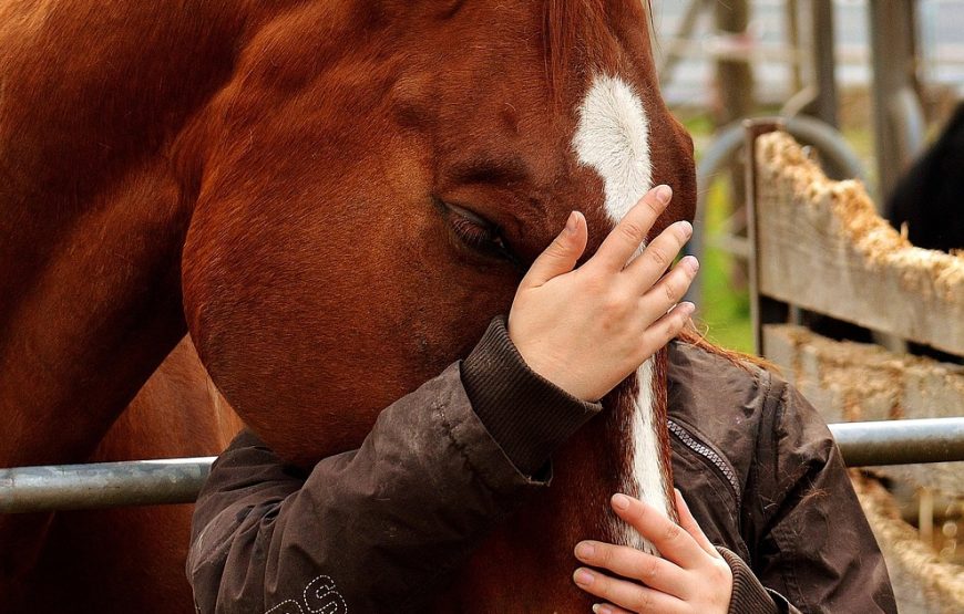 Alto Contatto con il Cavallo in Natura