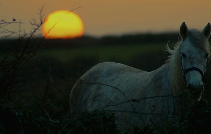 A CAVALLO DI NOTTE