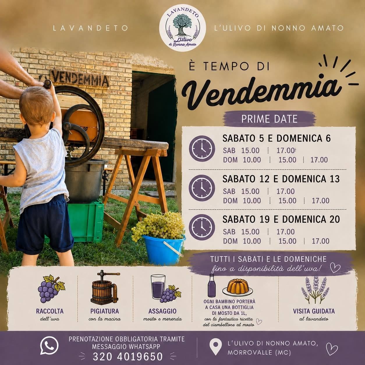 Vendemmia È tempo di vendemmia – L’Ulivo di Nonno Amato