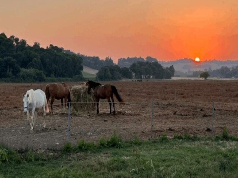 passeggiata a cavallo A MONTE COLOMBO