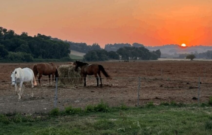 Passeggiata a cavallo a Monte Colombo